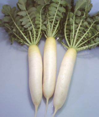 Saitaro Daikon Radish 