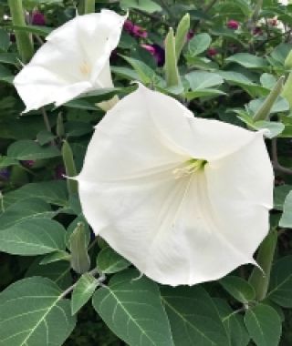 Belle Blanche Datura