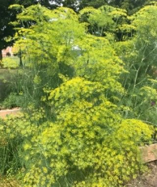 Mammoth Long Island Dill