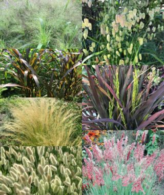 The Easy Ornamental Grass Sampler