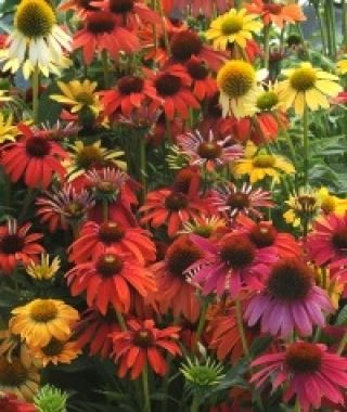 Cheyenne Spirit Coneflower Mixture