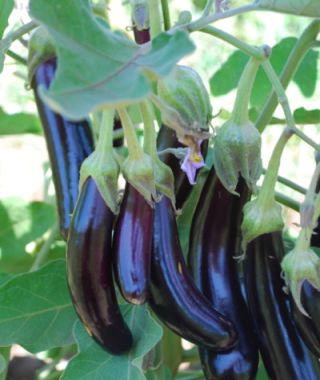 Little Fingers Eggplant