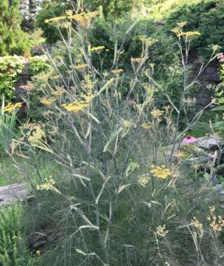 Smokey Bronze Fennel 