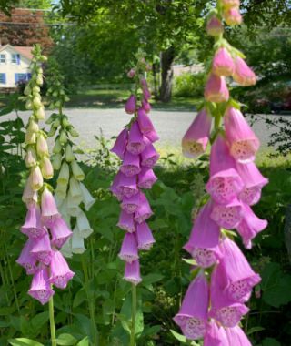 The Excelsior Foxglove Mixture