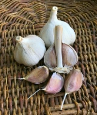 Music Garlic