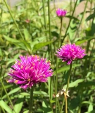 Fireworks Globe Amaranth