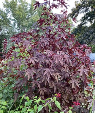 Mahogany Splendor Hibiscus