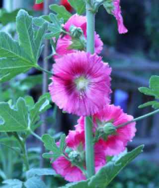 The Figleaf Hollyhock Mixture