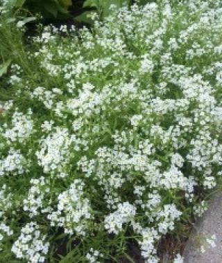 New Carpet of Snow Alyssum