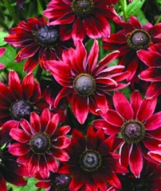 Cherry Brandy Black-Eyed Susan