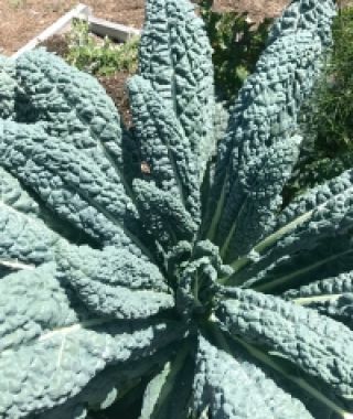 Tuscan Lacinato (Nero di Toscana) Kale