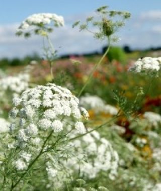 Lace Flower