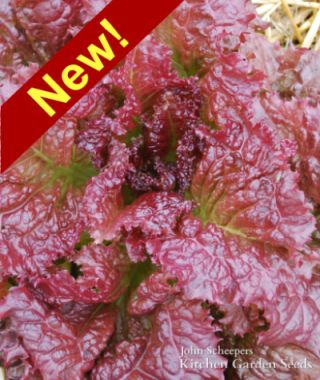 Red Velvet Looseleaf Lettuce