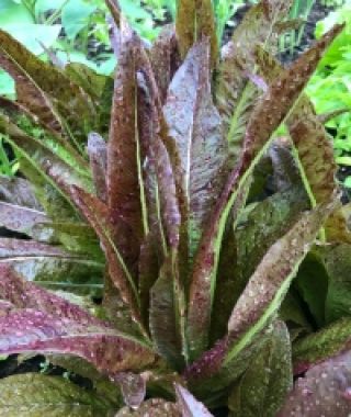 Really Red Deer-Tongue Lettuce