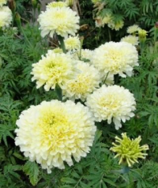 Eskimo African Marigold