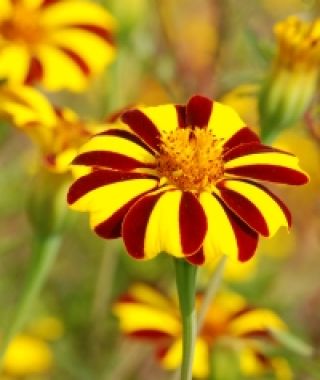 Harlequin French Marigold