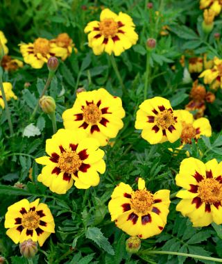 Legion of Honor French Marigold 