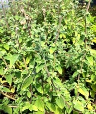 Zaatar Syrian Marjoram