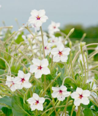 Angel Trumpets Four O’Clocks