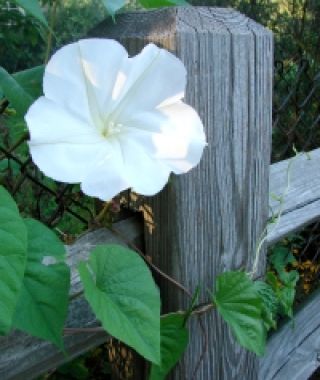 Moonflowers