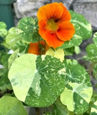 The Alaska Nasturtium Mixture