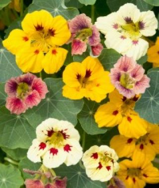 The Ladybird Nasturtium Mixture