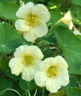 Milkmaid Nasturtium