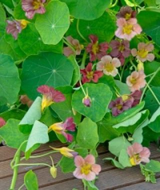 Purple Emperor Nasturtium