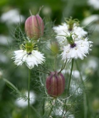 Albion Black Pod Nigella