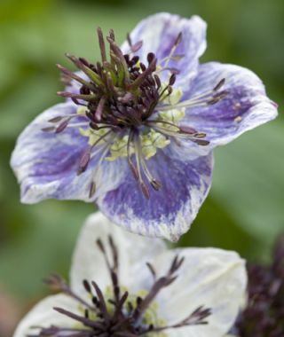 Delft Blue Nigella