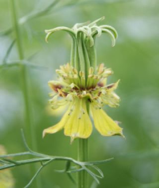 Transformer Nigella