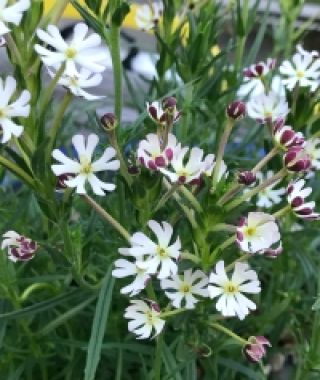 Midnight Candy Night Phlox