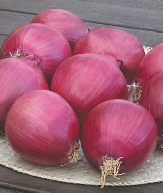 Redwing Onion 