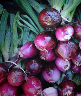 Scarlet Bandit Bunching Onion