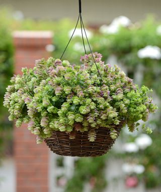 Kirigami Ornamental Oregano 