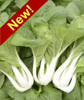 Pak Man Pak choi