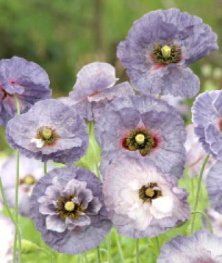 Amazing Grey Poppy