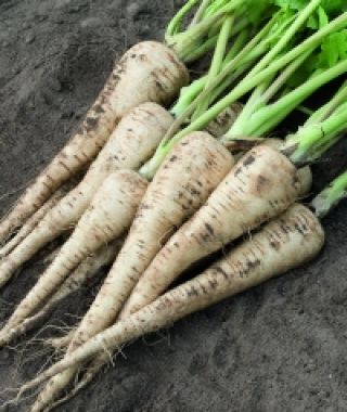 Pacific Parsnip 