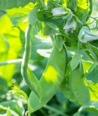 Avalanche Snow Pea Pods