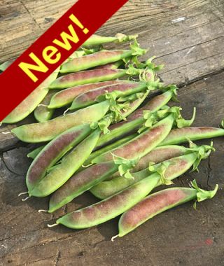 Spring Blush Snap Pea