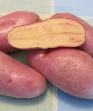 French Fingerling Potato