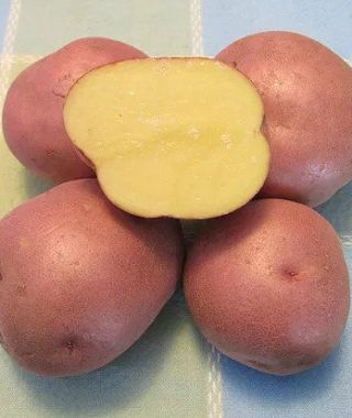 Red Gold Potato