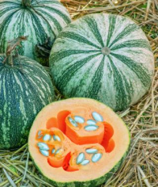 Silver Edged Pumpkin