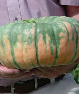 Speckled Hound Pumpkin 