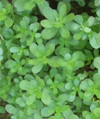 On Purpose Purslane