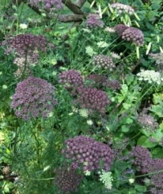 Dara Queen Anne's Lace