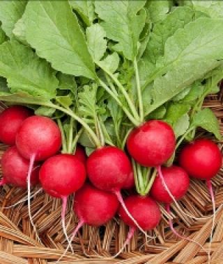 Cherry Belle Radish