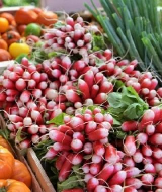 Flamboyant French Breakfast Radish