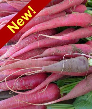 Ostergruss Radish