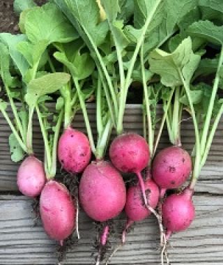 Pink Celebration Radish